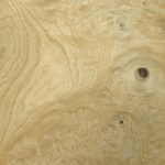 V049 - ASH BURL VENEER