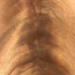 V024 - MAHOGANY CROTCH